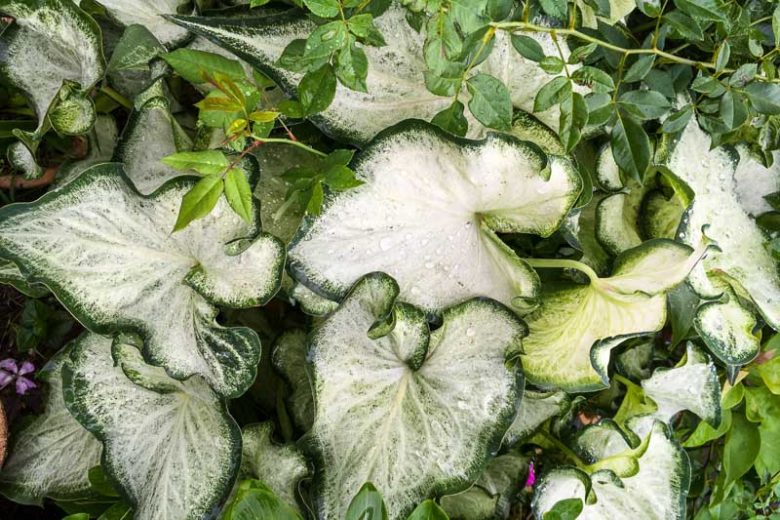 Caladium 'Aaron', Angel Wings 'Aaron', Aaron Caladium, Shade Plant, White leaves, White Foliage,Fancy Caladium, Fancy-Leafed Caladium