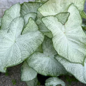 Caladium 'Florida Moonlight', Angel Wings 'Florida Moonlight', Florida Moonlight Caladium, Shade Plant, White leaves, White Foliage,Fancy Caladium, Fancy-Leafed Caladium