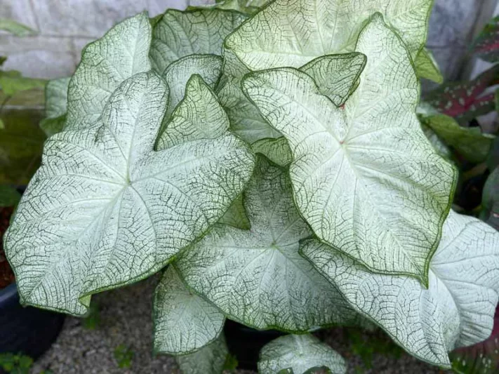 Caladium 'Florida Moonlight', Angel Wings 'Florida Moonlight', Florida Moonlight Caladium, Shade Plant, White leaves, White Foliage,Fancy Caladium, Fancy-Leafed Caladium