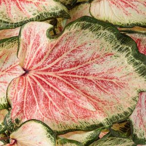 Caladium Heart to Heart® 'Bold 'N Beautiful'', Angel Wings Heart to Heart® 'Bold 'N Beautiful', Shade Plant, Red leaves, Red Foliage, Fancy Caladium, Fancy-Leafed Caladium