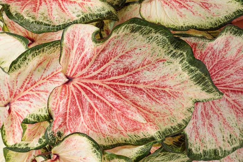Caladium Heart to Heart® 'Bold 'N Beautiful'', Angel Wings Heart to Heart® 'Bold 'N Beautiful', Shade Plant, Red leaves, Red Foliage, Fancy Caladium, Fancy-Leafed Caladium