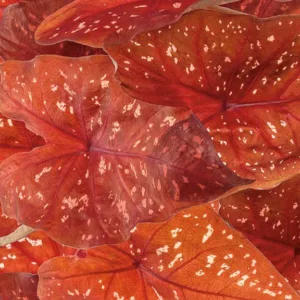 Caladium Heart to Heart® 'Burning Heart', Angel Wings Heart to Heart® 'Burning Heart', Shade Plant, Red leaves, Red Foliage, Fancy Caladium, Fancy-Leafed Caladium