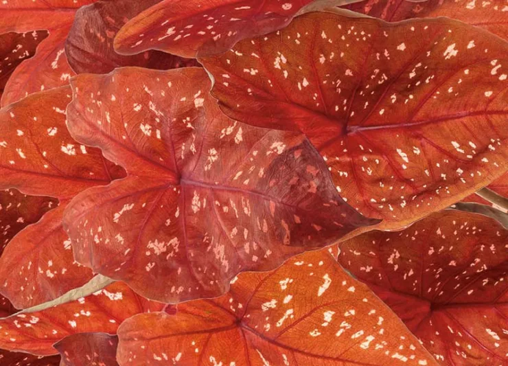 Caladium Heart to Heart® 'Burning Heart', Angel Wings Heart to Heart® 'Burning Heart', Shade Plant, Red leaves, Red Foliage, Fancy Caladium, Fancy-Leafed Caladium