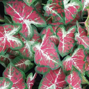 Caladium Heart to Heart® 'Dawn to Dusk', Angel Wings Heart to Heart® 'Dawn to Dusk', Shade Plant, Red leaves, Red Foliage, Fancy Caladium, Fancy-Leafed Caladium