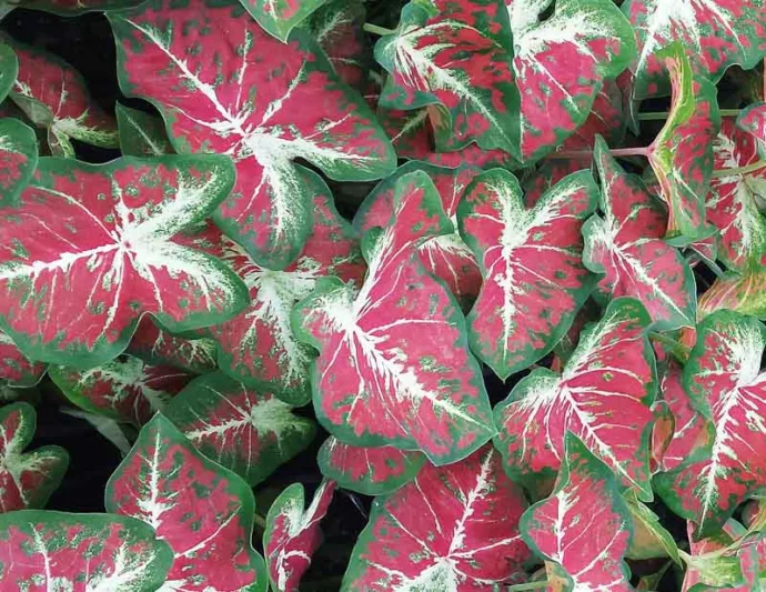 Caladium Heart to Heart® 'Dawn to Dusk', Angel Wings Heart to Heart® 'Dawn to Dusk', Shade Plant, Red leaves, Red Foliage, Fancy Caladium, Fancy-Leafed Caladium