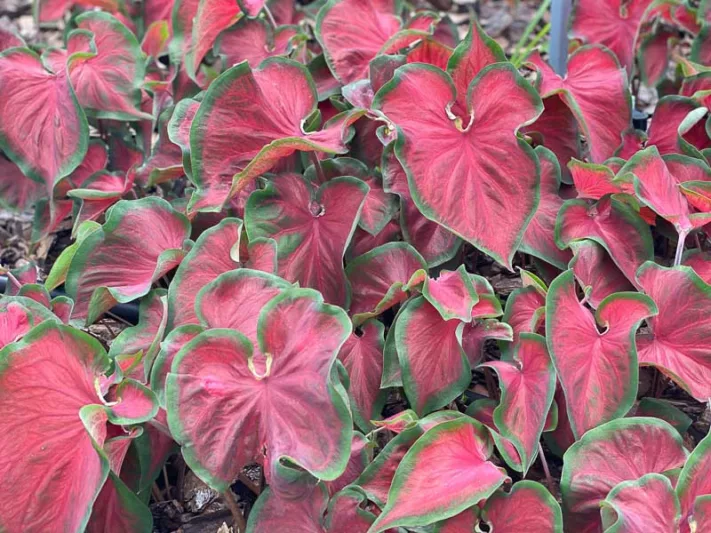 Caladium Heart to Heart® 'Hot 2 Trot', Angel Wings Heart to Heart® 'Hot 2 Trot', Shade Plant, Red leaves, Red Foliage, Fancy Caladium, Fancy-Leafed Caladium