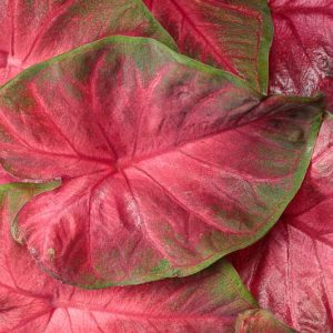 Caladium Heart to Heart® 'Hot Flash', Angel Wings Heart to Heart® 'Hot Flash', Shade Plant, Red leaves, Red Foliage, Fancy Caladium, Fancy-Leafed Caladium