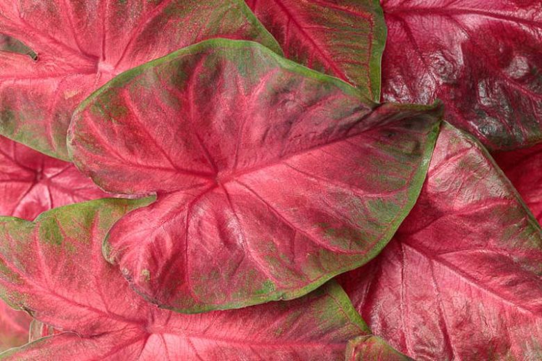 Caladium Heart to Heart® 'Hot Flash', Angel Wings Heart to Heart® 'Hot Flash', Shade Plant, Red leaves, Red Foliage, Fancy Caladium, Fancy-Leafed Caladium