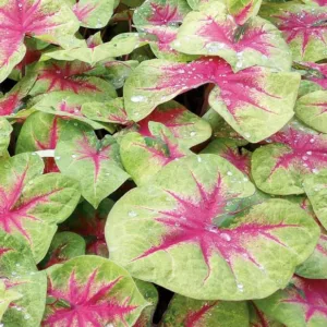 Caladium Heart to Heart® 'Lemon Blush', Angel Wings Heart to Heart® 'Lemon Blush', Shade Plant, Red leaves, Red Foliage, Fancy Caladium, Fancy-Leafed Caladium