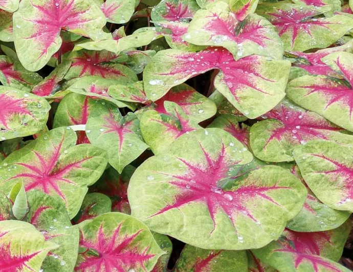 Caladium Heart to Heart® 'Lemon Blush', Angel Wings Heart to Heart® 'Lemon Blush', Shade Plant, Red leaves, Red Foliage, Fancy Caladium, Fancy-Leafed Caladium