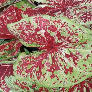 Caladium Heart to Heart® 'Raspberry Moon', Angel Wings Heart to Heart® 'Raspberry Moon', Shade Plant, Red leaves, Red Foliage, Fancy Caladium, Fancy-Leafed Caladium