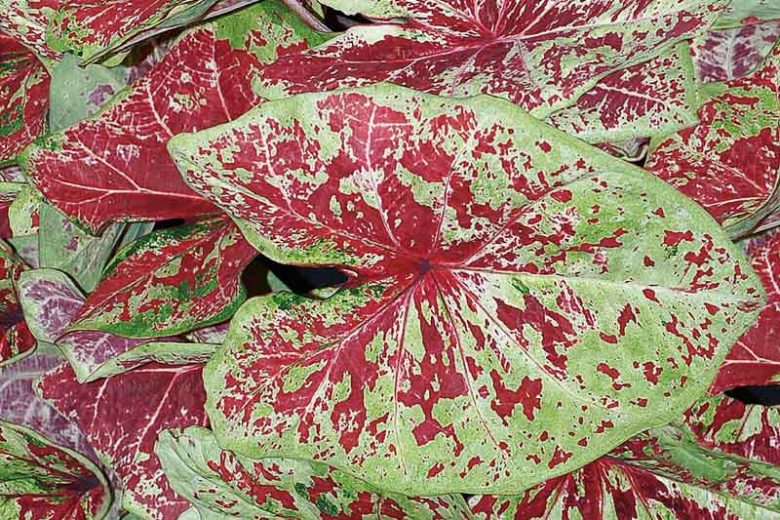 Caladium Heart to Heart® 'Raspberry Moon', Angel Wings Heart to Heart® 'Raspberry Moon', Shade Plant, Red leaves, Red Foliage, Fancy Caladium, Fancy-Leafed Caladium