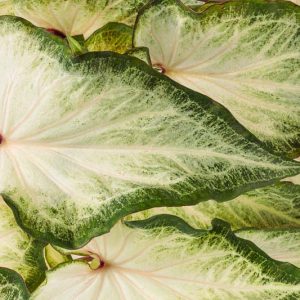 Caladium Heart to Heart® 'White Star', Angel Wings Heart to Heart® 'White Star, Shade Plant, White leaves, White Foliage, Fancy Caladium, Fancy-Leafed Caladium