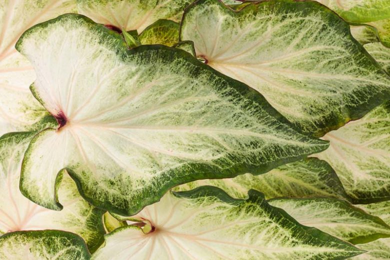 Caladium Heart to Heart® 'White Star', Angel Wings Heart to Heart® 'White Star, Shade Plant, White leaves, White Foliage, Fancy Caladium, Fancy-Leafed Caladium