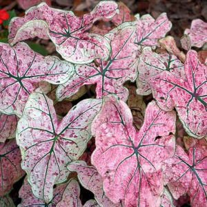 Caladium 'Pink Cloud', Angel Wings 'Pink Cloud', Pink Cloudd Caladium, Shade Plant, Pink leaves, Pink Foliage,Fancy Caladium, Fancy-Leafed Caladium