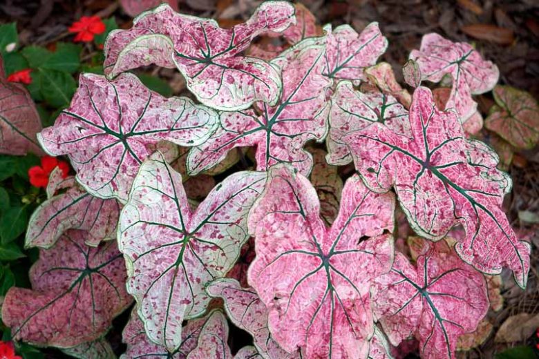 Caladium 'Pink Cloud', Angel Wings 'Pink Cloud', Pink Cloudd Caladium, Shade Plant, Pink leaves, Pink Foliage,Fancy Caladium, Fancy-Leafed Caladium