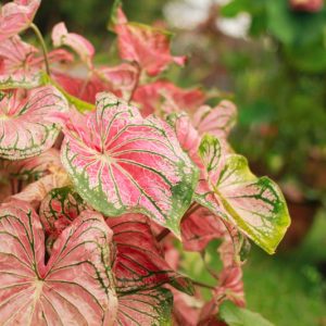 Caladium, Caladium Plant, Caladium Care, Caladiums, Shade Plant, Shade loving plant, Shade Garden
