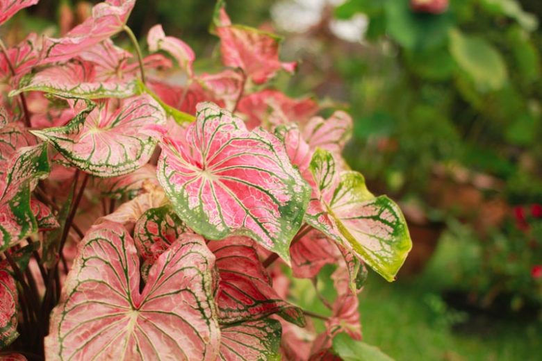 Caladium, Caladium Plant, Caladium Care, Caladiums, Shade Plant, Shade loving plant, Shade Garden