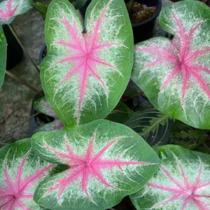 Caladium 'Rosebud', Angel Wings 'Rosebud', Rosebud Caladium, Shade Plant, Pink leaves, Pink Foliage,Fancy Caladium, Fancy-Leafed Caladium