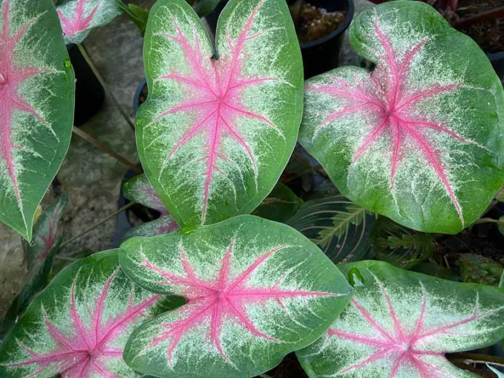 Caladium 'Rosebud', Angel Wings 'Rosebud', Rosebud Caladium, Shade Plant, Pink leaves, Pink Foliage,Fancy Caladium, Fancy-Leafed Caladium