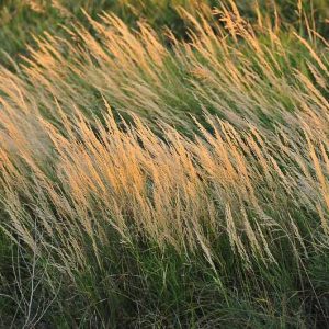 Bluejoint, Bluejoint Reedgrass, Canada Bluejoint, Canadian Reedgrass, Meadow Pinegrass, Marsh Reedgrass, Marsh Pinegrass