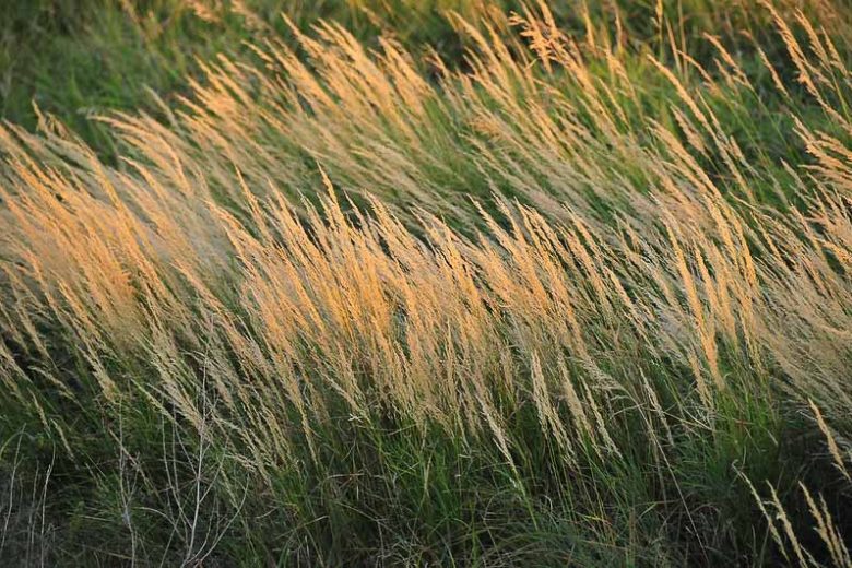 Bluejoint, Bluejoint Reedgrass, Canada Bluejoint, Canadian Reedgrass, Meadow Pinegrass, Marsh Reedgrass, Marsh Pinegrass