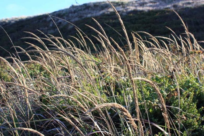 Calamagrostis nutkaensis, Nootka Reed Grass, Pacific Reedgrass, Nootka Reedgrass, Pacific Reed Grass, California Native Plants