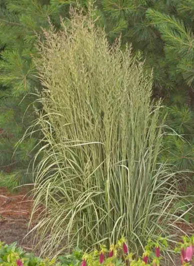 Feather Reed Grass, Calamagrostis x Acutiflora Avalanche, Deer resistant plant, Avalanche grass, Variegated Grass