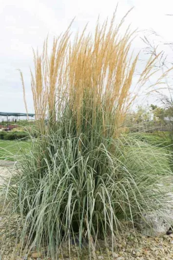 Feather Reed Grass, Calamagrostis x Acutiflora Overdam, Deer resistant plant, Overdam grass