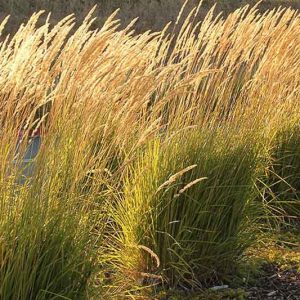 Feather Reed Grass, Calamagrostis x Acutiflora, 'Karl Foerster', Deer resistant plant, Karl Foerster grass