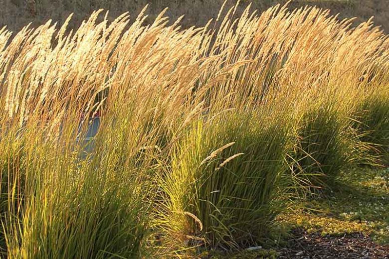 Feather Reed Grass, Calamagrostis x Acutiflora, 'Karl Foerster', Deer resistant plant, Karl Foerster grass
