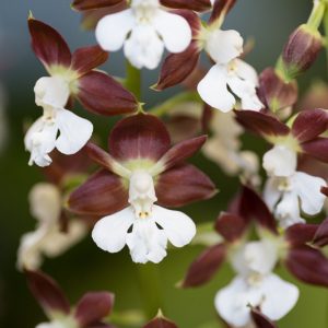 Calanthe discolor,Hardy Orchid, Japanese Hardy Orchid, Ebine, White flowers, Maroon Flowers