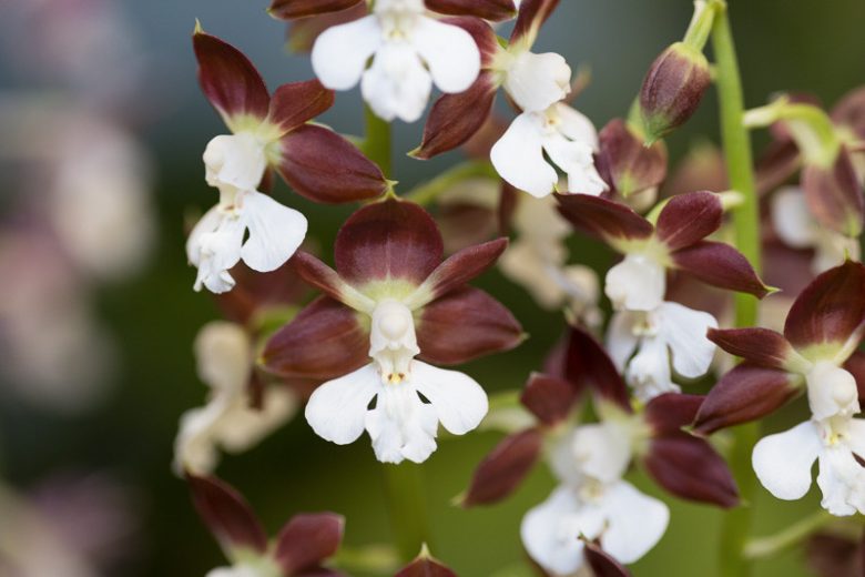 Calanthe discolor,Hardy Orchid, Japanese Hardy Orchid, Ebine, White flowers, Maroon Flowers