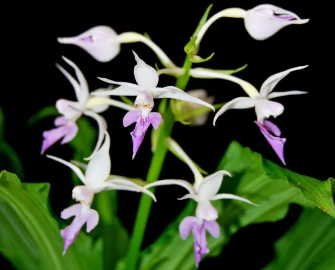 Calanthe reflexa, Hardy Orchid, Hardy Calanthe Orchid, Hardy Reflexed Calanthe Orchid, Purple Flowers