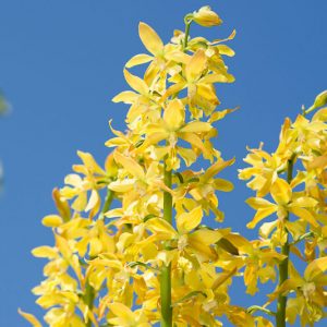 Calanthe sieboldii, Hardy Orchid, Japanese Hardy Orchid, Yellow Ebine, Ki-Ebine, Calanthe striata, Calanthe discolor var. sieboldii, Calanthe discolor var. flava, Calanthe discolor var. bicolor, Calanthe bicolor, Yellow Flowers