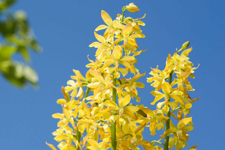 Calanthe sieboldii, Hardy Orchid, Japanese Hardy Orchid, Yellow Ebine, Ki-Ebine, Calanthe striata, Calanthe discolor var. sieboldii, Calanthe discolor var. flava, Calanthe discolor var. bicolor, Calanthe bicolor, Yellow Flowers