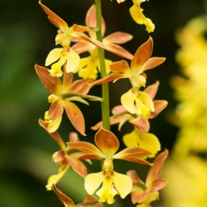 Calanthe Takane, Hardy Orchid, Hardy Orchid 'Takane', Takane Hardy Calanthe Orchid, Yellow Flowers