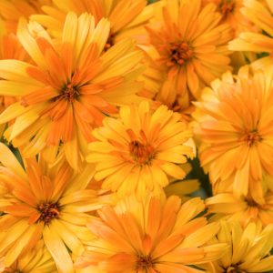 Calendula Lady Godiva® Orange, Pot Marigold Lady Godiva® Orange, English Marigold Lady Godiva® Orange, Orange Calendula, Orange Pot Marigold, Orange Marigold