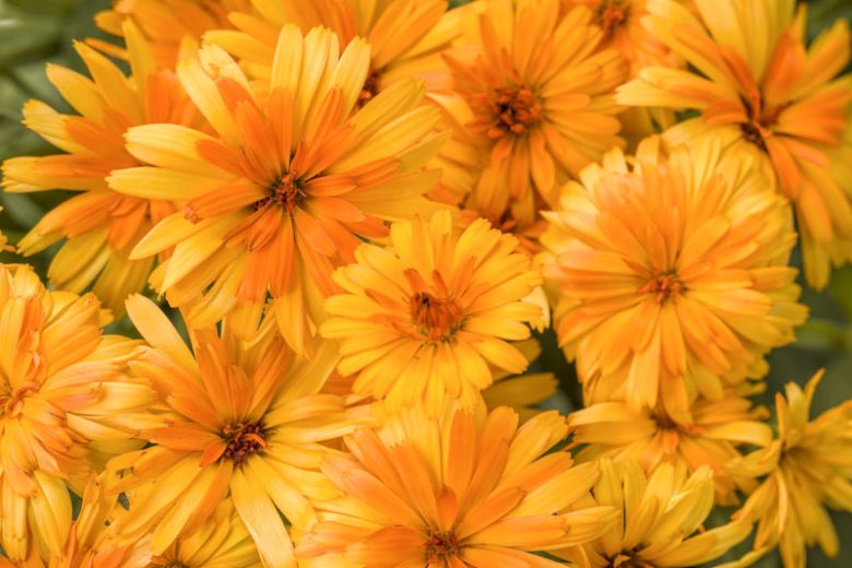 Calendula Lady Godiva® Orange, Pot Marigold Lady Godiva® Orange, English Marigold Lady Godiva® Orange, Orange Calendula, Orange Pot Marigold, Orange Marigold