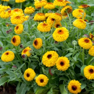 Calendula officinalis 'Bull's Eye', Pot Marigold 'Bull's Eye', English Marigold 'Bull's Eye', Yellow Calendula, Yellow  Pot Marigold, Yellow  Marigold