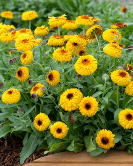 Calendula officinalis 'Bull's Eye', Pot Marigold 'Bull's Eye', English Marigold 'Bull's Eye', Yellow Calendula, Yellow  Pot Marigold, Yellow  Marigold