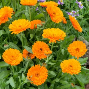 Calendula  officinalis 'Candyman Orange', Pot Marigold Candyman Orange, English Marigold Candyman Orange, Orange Calendula, Orange Pot Marigold, Orange Marigold