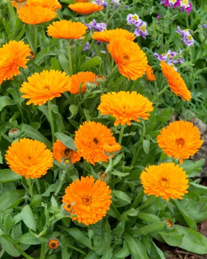 Calendula  officinalis 'Candyman Orange', Pot Marigold Candyman Orange, English Marigold Candyman Orange, Orange Calendula, Orange Pot Marigold, Orange Marigold