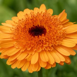 Calendula  officinalis 'Crown Orange', Pot Marigold Crown Orange, English Marigold Crown Orange, Orange Calendula, Orange Pot Marigold, Orange Marigold