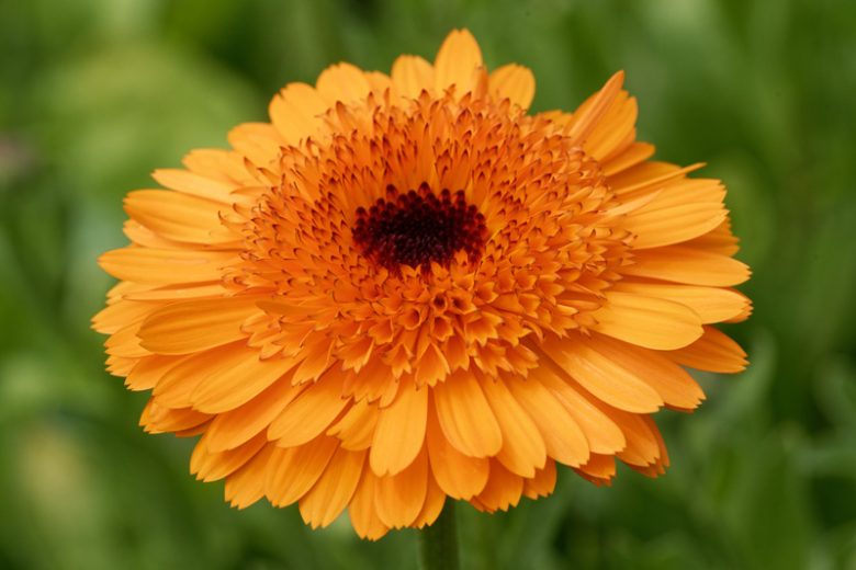 Calendula  officinalis 'Crown Orange', Pot Marigold Crown Orange, English Marigold Crown Orange, Orange Calendula, Orange Pot Marigold, Orange Marigold