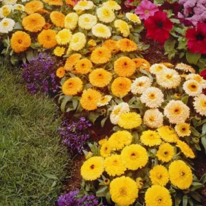 Calendula  officinalis 'Fiesta Gitana', Pot Marigold 'Fiesta Gitana', English Marigold 'Fiesta Gitana', Yellow Calendula, Yellow Pot Marigold, Yellow Marigold, Orange Calendula, Orange Pot Marigold, Orange Marigold