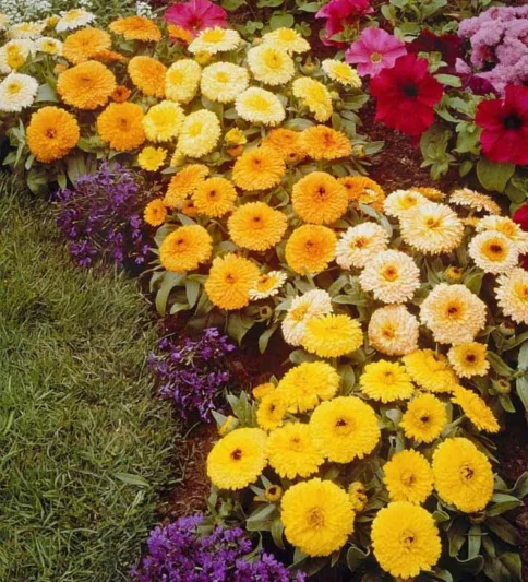 Calendula  officinalis 'Fiesta Gitana', Pot Marigold 'Fiesta Gitana', English Marigold 'Fiesta Gitana', Yellow Calendula, Yellow Pot Marigold, Yellow Marigold, Orange Calendula, Orange Pot Marigold, Orange Marigold