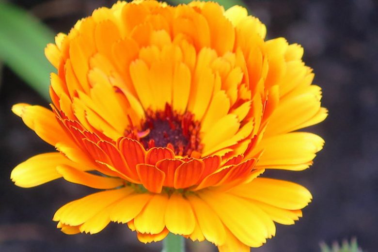 Calendula  officinalis 'Indian Prince', Pot Marigold Indian Prince, English Marigold Indian Prince, Orange Calendula, Orange Pot Marigold, Orange Marigold