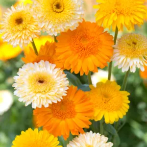 Calendula  Kinglet Mix, Pot Marigold Kinglet Mix, English Marigold Kinglet Mix, Yellow Calendula, Yellow Pot Marigold, Yellow Marigold, Orange Calendula, Orange Pot Marigold, Orange Marigold