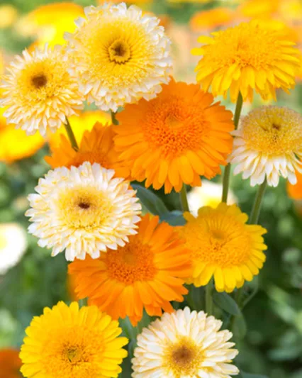Calendula  Kinglet Mix, Pot Marigold Kinglet Mix, English Marigold Kinglet Mix, Yellow Calendula, Yellow Pot Marigold, Yellow Marigold, Orange Calendula, Orange Pot Marigold, Orange Marigold
